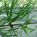 Europäische Lärche (Larix decidua), Nadeln