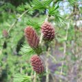 Europäische Lärche (Larix decidua), Zapfen