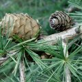 Europäische Lärche (Larix decidua), Zapfen