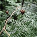 Morgenländischer Lebensbaum (Thuja orientalis), reife Früchte