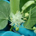 Sommerlinde (Tilia platyphyllos),  auch Großblättrige Linde, Blüte