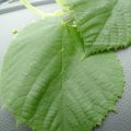 Sommerlinde (Tilia platyphyllos),  auch Großblättrige Linde, Blatt