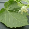 Sommerlinde (Tilia platyphyllos),  auch Großblättrige Linde, Blattunterseite