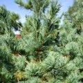 Mädchen-Kiefer (Pinus parviflora), auch  Japanische fünfnadlige Kiefer (Pinus pentaphylla) 

hier als var. "Glauca"mit blauweißer Nadelfärbung