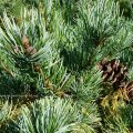 Mädchen-Kiefer (Pinus parviflora), auch  Japanische fünfnadlige Kiefer (Pinus pentaphylla) 

hier als var. "Glauca"mit blauweißer Nadelfärbung