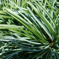 Nadeln der Mädchen-Kiefer (Pinus parviflora), auch  Japanische fünfnadlige Kiefer (Pinus pentaphylla) 

hier als var. "Glauca"mit blauweißer Nadelfärbung