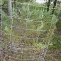 Riesenmammutbaum (Sequoiadendron giganteum), auch Berg-Mammutbaum oder Wellingtonie