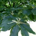 Edelkastanie (Castanea sativa), auch Esskastanie, Blätter, männliche und weibliche Blüten