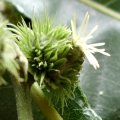 Edelkastanie (Castanea sativa), auch Esskastanie, weibliche Blüte