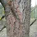 Grau-Pappel (Populus × canescens), eine natürliche Hybride aus Silber-Pappel (Populus alba) und Zitter-Pappel (Populus tremula). Borke