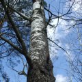 Grau-Pappel (Populus × canescens), Borke