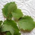 Grau-Pappel (Populus × canescens), Blatt