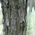 Borke der Pech-Kiefer (Pinus rigida), das Holz wird im internationalen Handel als Pitch Pine bezeichnet und ist sehr haltbar.