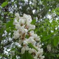 Blüte der Gewöhnlichen Robinie (Robinia pseudoacacia), auch verkürzt Robinie, Falsche Akazie, Scheinakazie oder Silberregen