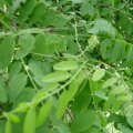 Gewöhnliche Robinie (Robinia pseudoacacia), Blätter