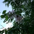 Klebrige Robinie (Robinia viscosa), rosa Blüten