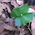 Rotbuche (Fagus sylvatica), Sämling