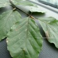 Rotbuche (Fagus sylvatica), Blatt