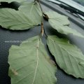 Rotbuche (Fagus sylvatica), Blattunterseite