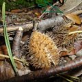 Rotbuche (Fagus sylvatica), Samen (Buchecker) und einzelnes Nüsschen (leicht giftig)