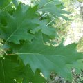 Roteiche (Quercus rubra), auch Amerikanische Spitzeiche, Blatt