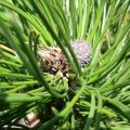 Triebspitze und Zapfenanlage einer  Schlangenhaut-Kiefer (Pinus heldreichii, Syn.: Pinus leucodermis Ant.), auch Lorica-Kiefer oder Panzerkiefer