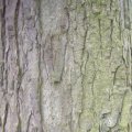 Borke des Schwarznussbaumes (Juglans nigra),  Familie Walnussgewächse (Juglandaceae) mit essbaren Früchten