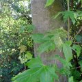 Silber-Ahorn (Acer saccharinum), Blätter