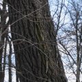 Silber-Pappel oder Weiß-Pappel (Populus alba), Borke