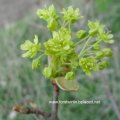 Spitzahorn (Acer platanoides), Blüte