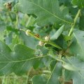 Fruchtansatz einer Stieleiche (Quercus robur) mit Vierzehntropfigem Marienkäfer oder Blattfloh-Marienkäfer (Calvia quatuordecimguttata)