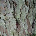 Abendländischer Lebensbaum (Thuja occidentalis), auch Abendländische Thuja oder Gewöhnliche Thuja, Borke

Das Holz, die Zapfen sowie die Zweigspitzen enthalten giftige ätherische Öle. Das Berühren der Zweigspitzen kann zu Rötungen und Juckreiz führen. Nach Verzehr giftiger Pflanzenbestandteile kann es neben Schleimhautreizungen zu Magen-Darm-Beschwerden mit Übelkeit, Brechreiz, Blähungen und Durchfall kommen. In seltenen Fällen wurden Schäden an Nieren und Leber sowie Krampfanfälle beobachtet.