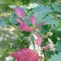 Traubeneiche (Quercus petraea), roter Frühjahrstrieb