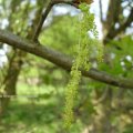 männliche  Blüte der Traubeneiche (Quercus petraea, Syn.: Q. sessilis, Q. sessiliflora), auch Wintereiche