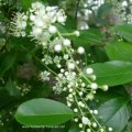 Spätblühende Traubenkirsche (Prunus serotina), auch Späte Traubenkirsche oder Amerikanische Traubenkirsche (Waldpest), 

Das Holz gilt als eines der wertvollsten Harthölzer in den USA.  Pionierbaumart. Die Kerne und Blätter sind wegen des Gehaltes an Blausäure abspaltendem Amygdalin giftig, das Fruchtfleisch jedoch essbar. Durch enorme Ausbreitungstendenz und Unterdrückung der Naturverjüngung anderer Arten wird sie mit dem  Violetten Knorpelschichtpilz (Chondrostereum purpureum) biologisch bekämpft.