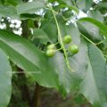 Spätblühende Traubenkirsche (Prunus serotina), unreife Früchte