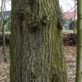 Borke der Ulme (Ulmus), auch Rüster (nur das Holz), Rusten oder Effe