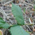 gezahntes Blatt der Ulme (Ulmus), auch Rüster (nur das Holz), Rusten oder Effe