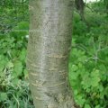 Vogel-Kirsche (Prunus avium), Süßkirsche am Feldrand, Borke