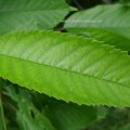 Vogel-Kirsche (Prunus avium), Süßkirsche am Feldrand, Blatt