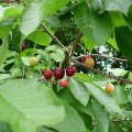 Vogel-Kirsche (Prunus avium), Süßkirsche am Feldrand, Früchte in unterschiedlichem Reifestadium