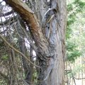 Gemeiner Wacholder (Juniperus communis), auch Heide-Wacholder (Volksnamen: Machandelbaum, Kranewittbaum, Reckholder, Weihrauchbaum, Feuerbaum), Borke