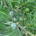 Gemeiner Wacholder (Juniperus communis), auch Heide-Wacholder (Volksnamen: Machandelbaum, Kranewittbaum, Reckholder, Weihrauchbaum, Feuerbaum), Beeren