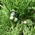 Sadebaum (Juniperus sabina), auch Stink-Wacholder, Gift-Wacholder oder Sebenstrauch

Der Sadebaum ist in allen Teilen giftig. :ups:

Die Früchte wurden im Mittelalter gezielt zur Abtreibung genutzt, da das enthaltene Öl Blutungen und Fehlgeburten auslöst. In der Vergangenheit sind immer wieder Wacholderbeeren, die mit Sadebaumbeeren verunreinigt waren, zum Aromatisieren von Gin verwendet worden. In Spanien werden Wacholderbeeren deswegen staatlich untersucht.

Der Stink-Wacholder ist einer der Hauptwirte für den Birnengitterrost (Gymnosporangium sabinae), der Schäden an Birnbäumen hervorruft. Er wurde deswegen früher gebietsweise flächig beseitigt.