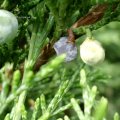 Sadebaum (Juniperus sabina), auch Stink-Wacholder, Gift-Wacholder oder Sebenstrauch

Der Sadebaum ist in allen Teilen giftig. :ups: