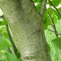 Echte Walnuss (Juglans regia), Borke