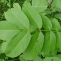 Echte Walnuss (Juglans regia), Blatt