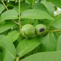 Echte Walnuss (Juglans regia), Früchte