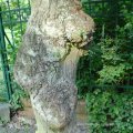 Winter-Linde oder Stein-Linde (Tilia cordata), deformierter Alleebaum durch langjähriges Beschneiden des Austriebes und Überwallung