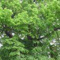 Winter-Linde oder Stein-Linde (Tilia cordata)

Über 700 Jahre alte Wichmann-Linde  nahe einem Abhang an der Stadtmauer bei der Neuruppiner Klosterkirche.